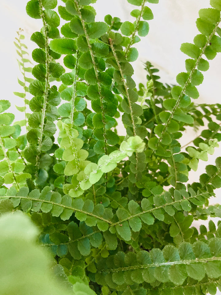 Nephrolepis Cordi Duffii - Lemon button fern