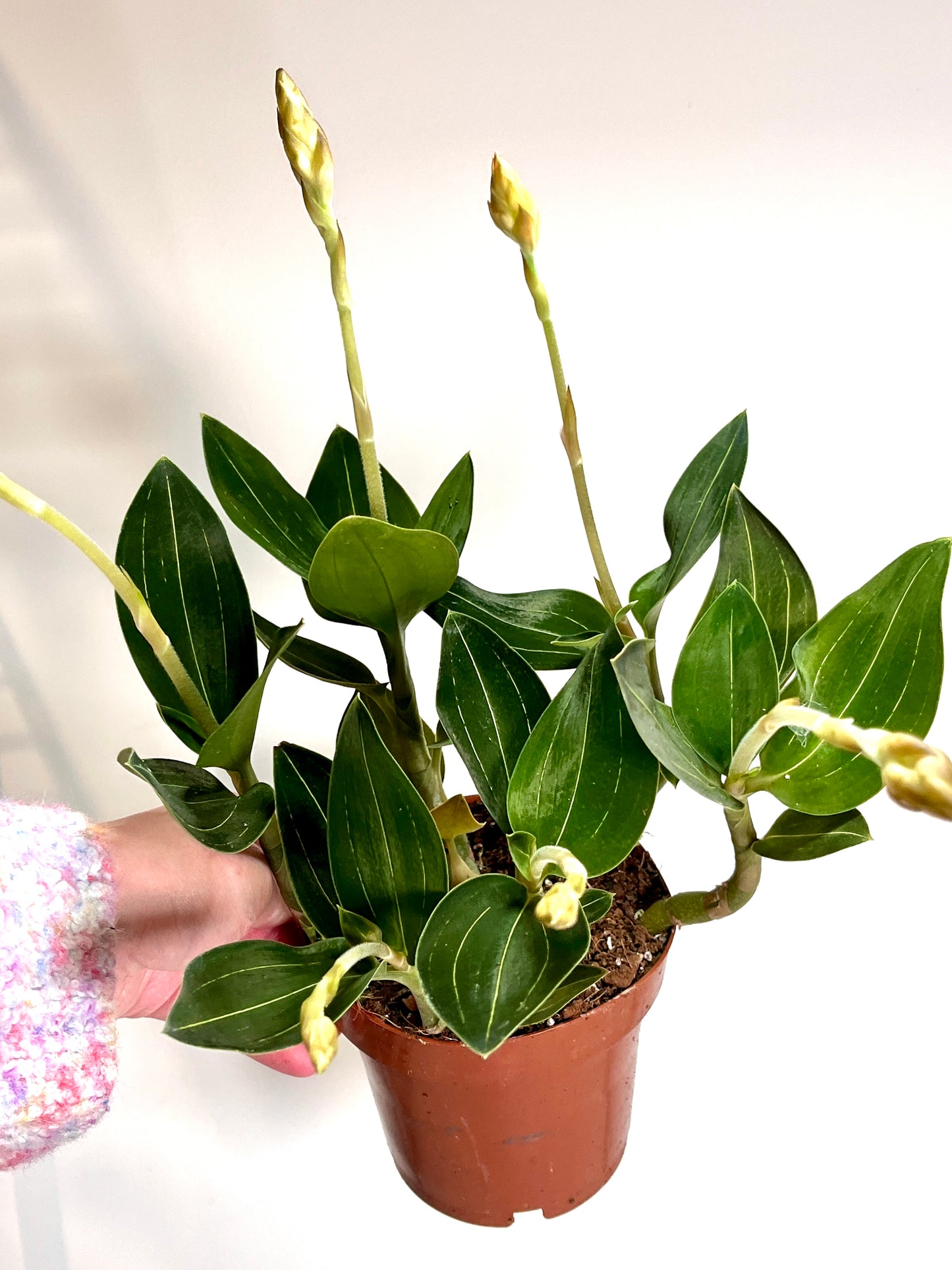 Ludisia Discolor (Jewel Orchid)