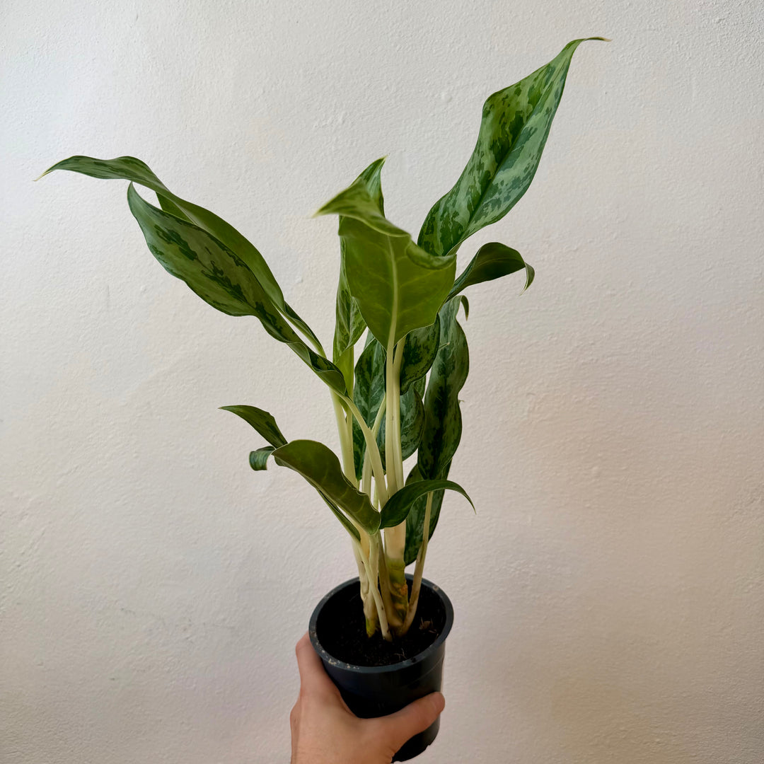 Aglaonema ‘Greyhound’ – Chinese Evergreen