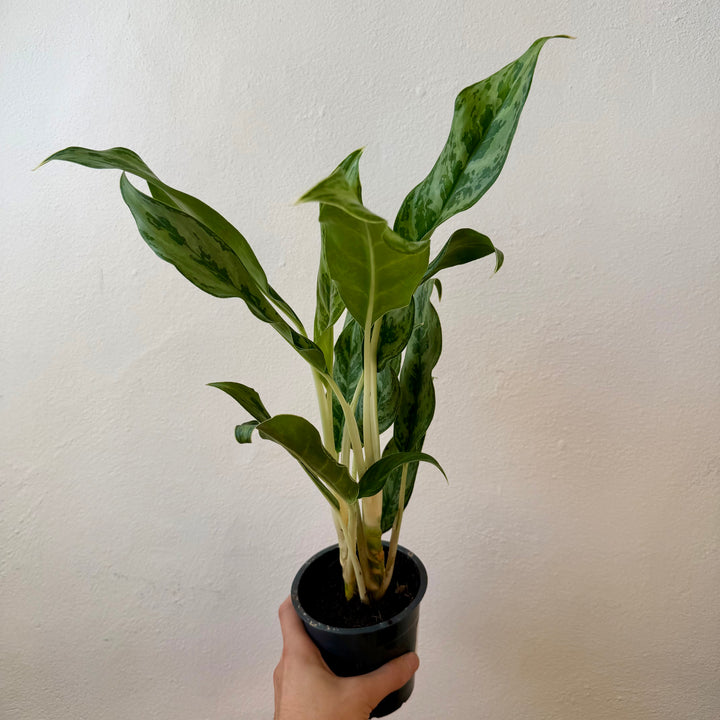 Aglaonema ‘Greyhound’ – Chinese Evergreen