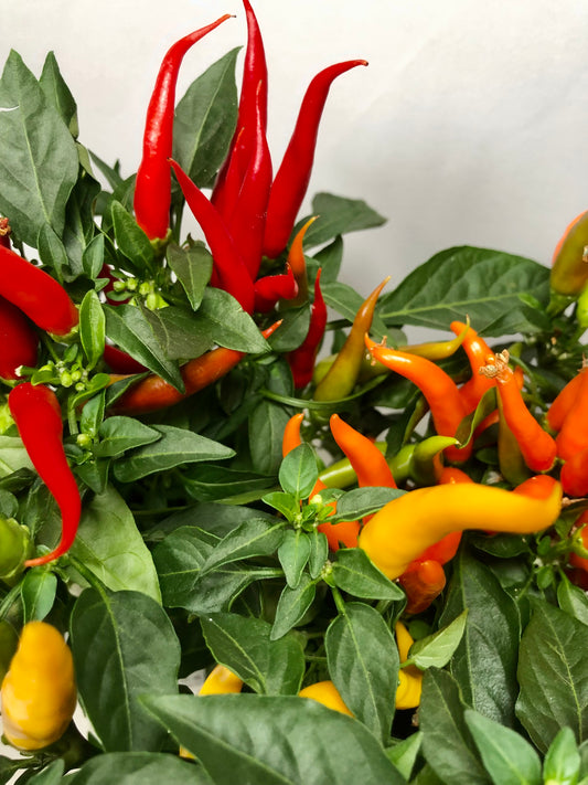 Capsicum Hup Hup Mix - Chilie