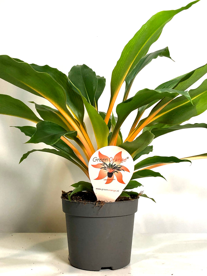 Chlorophytum Orchidastrum Green Orange - Spider plant
