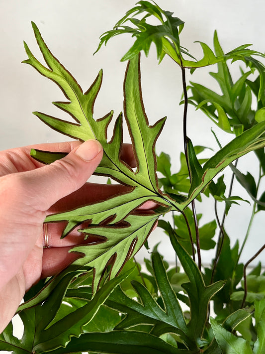 Doryopteris Pedata- digit fern- hand fern