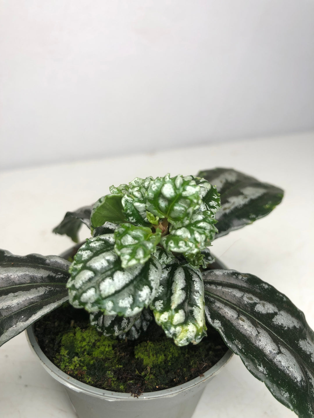 Pilea Cadierei - Aluminum Plant