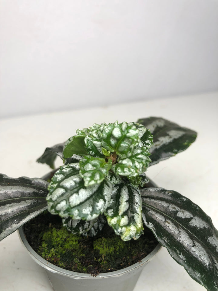Pilea Cadierei - Aluminum Plant