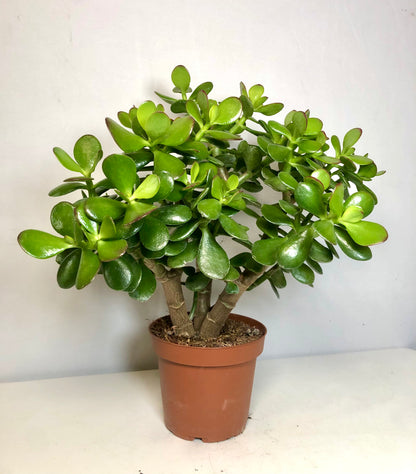 Crassula ovata - jade plant - money tree