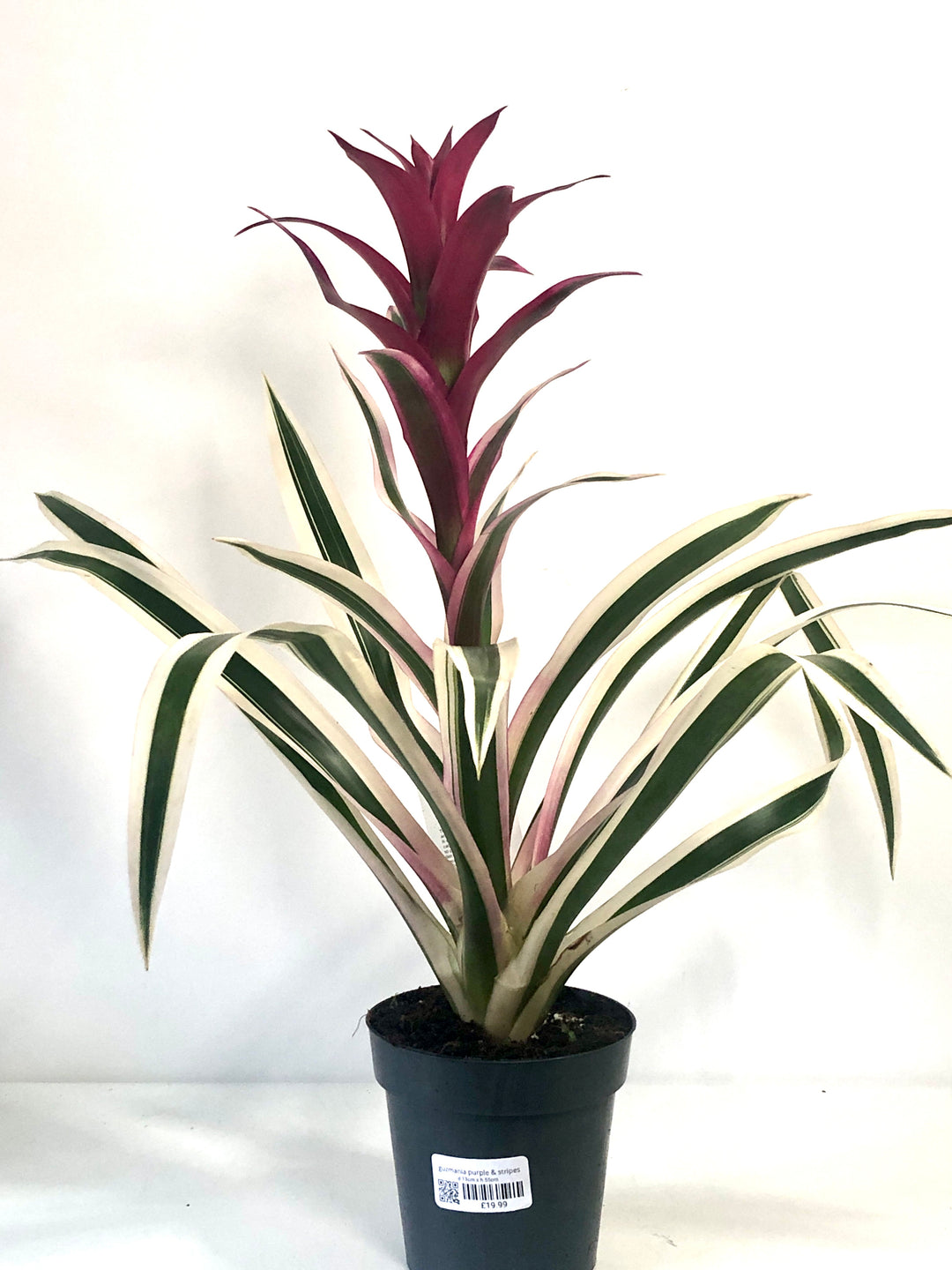 Guzmania Purple & Stripes