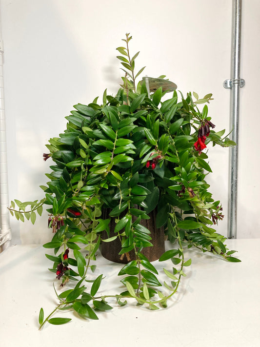 Aeschynanthus Mix - lipstick plant