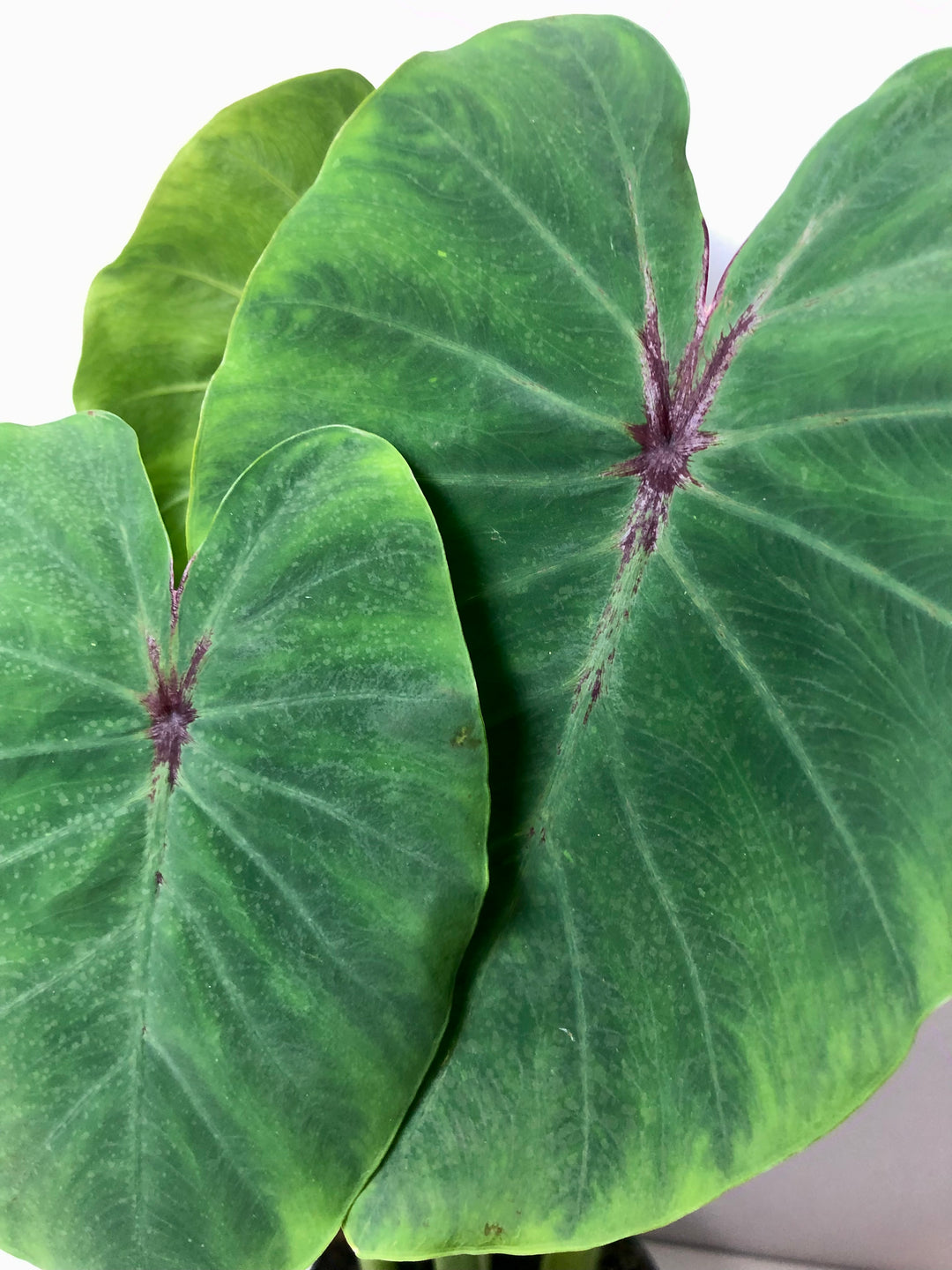 Colocasia Esculenta
