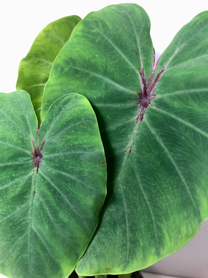 Colocasia Esculenta