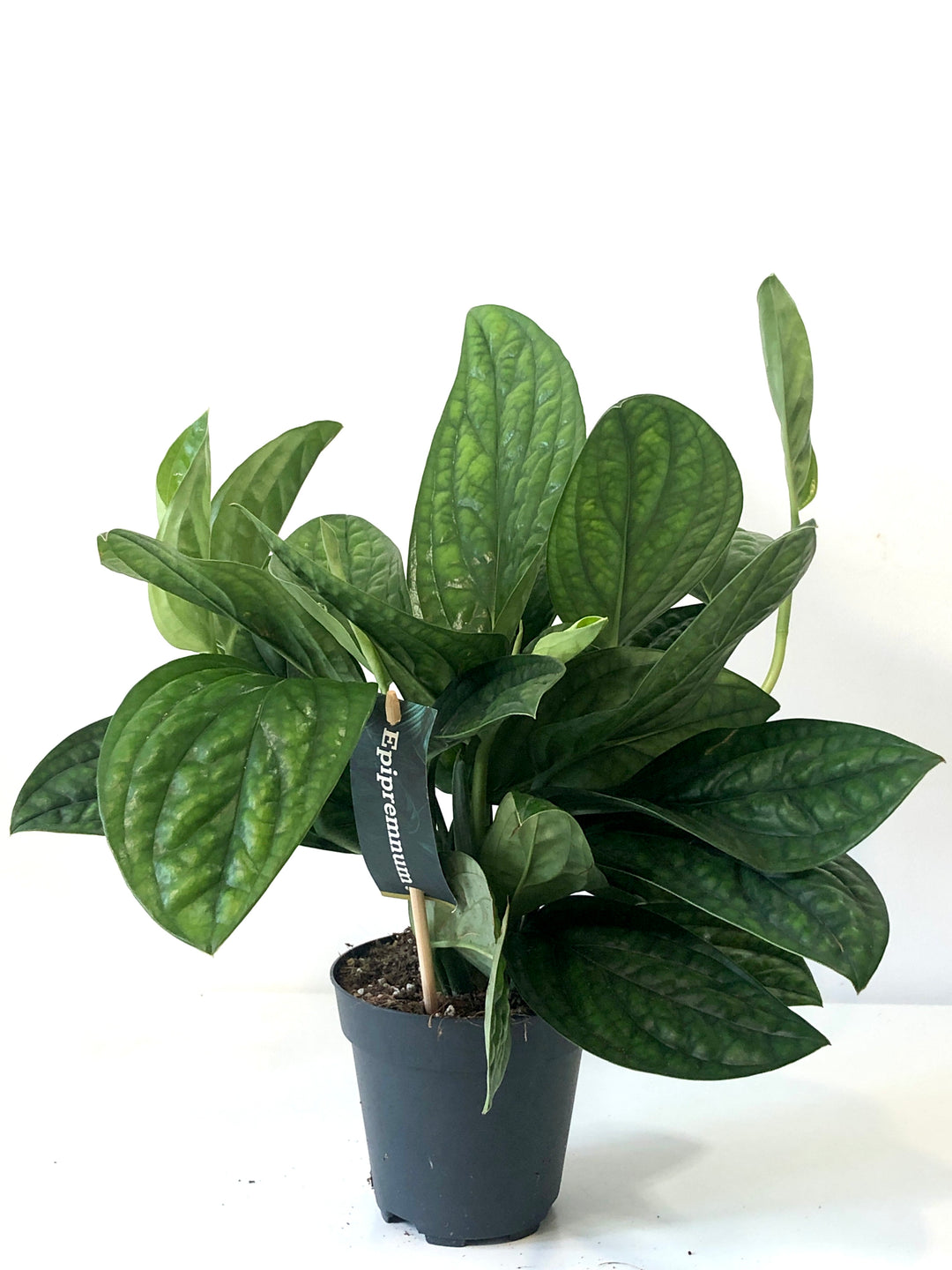 Epipremnum Pinnatum 'marble Planet' - Monstera Peru