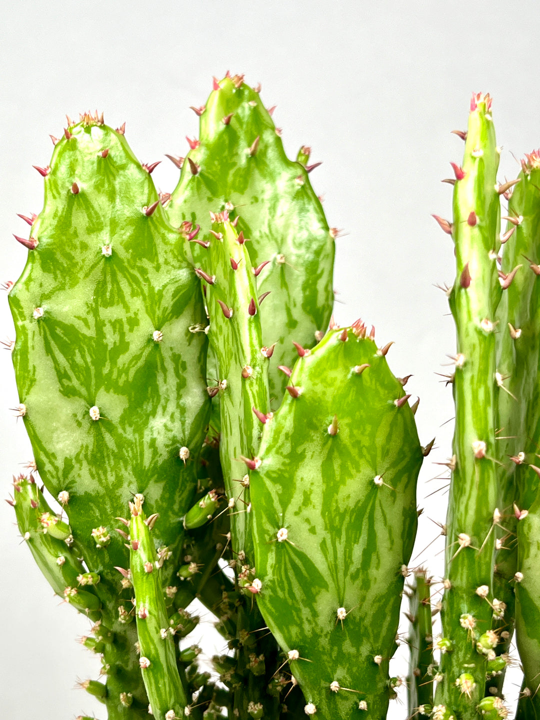 prickly pear cactus repotting Opuntia Monacantha variegated