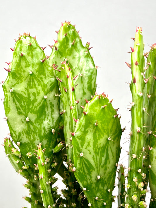 Opuntia Monacantha variegated  - Drooping Prickly Pear