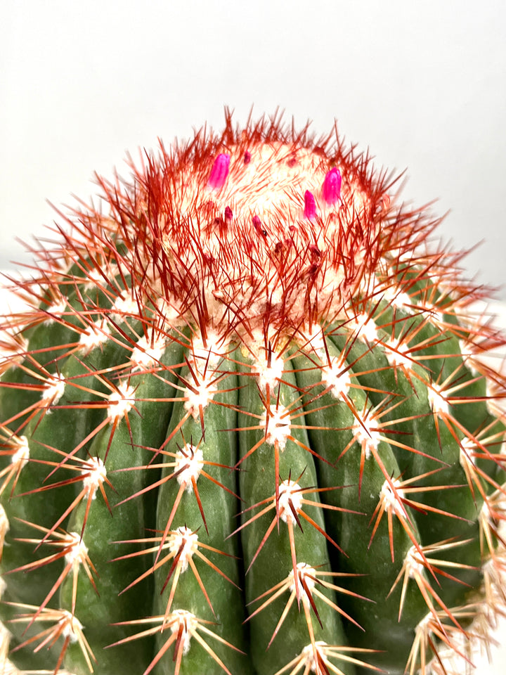 Melocactus Broadwaii - Melon Cactus
