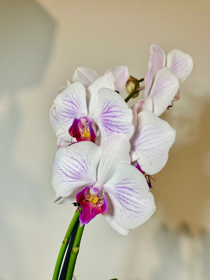 Phalaenopsis - orchid mini mix