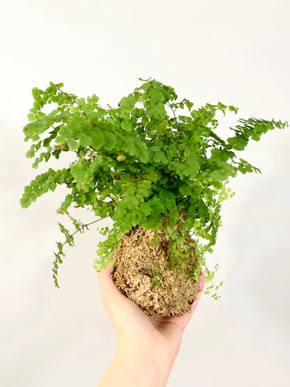 Kokedama