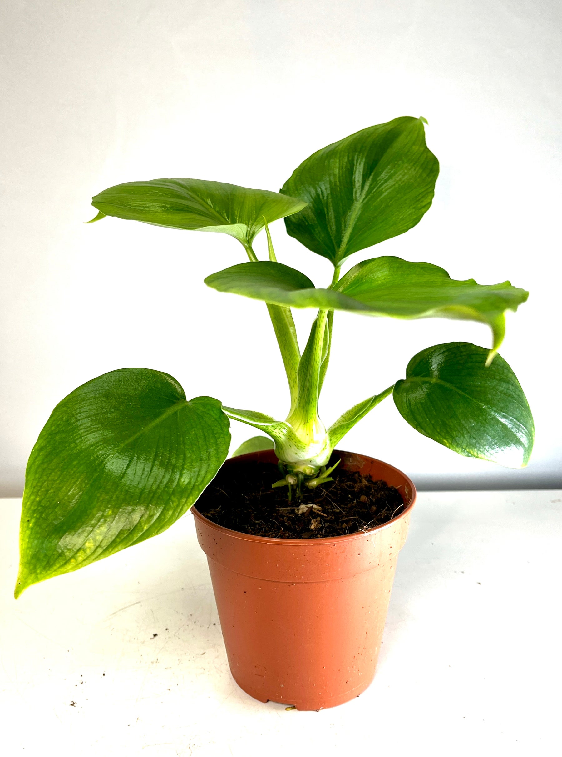 philodendron warscewiczii for sale Philodendron Warscewiczii – Plant Studio