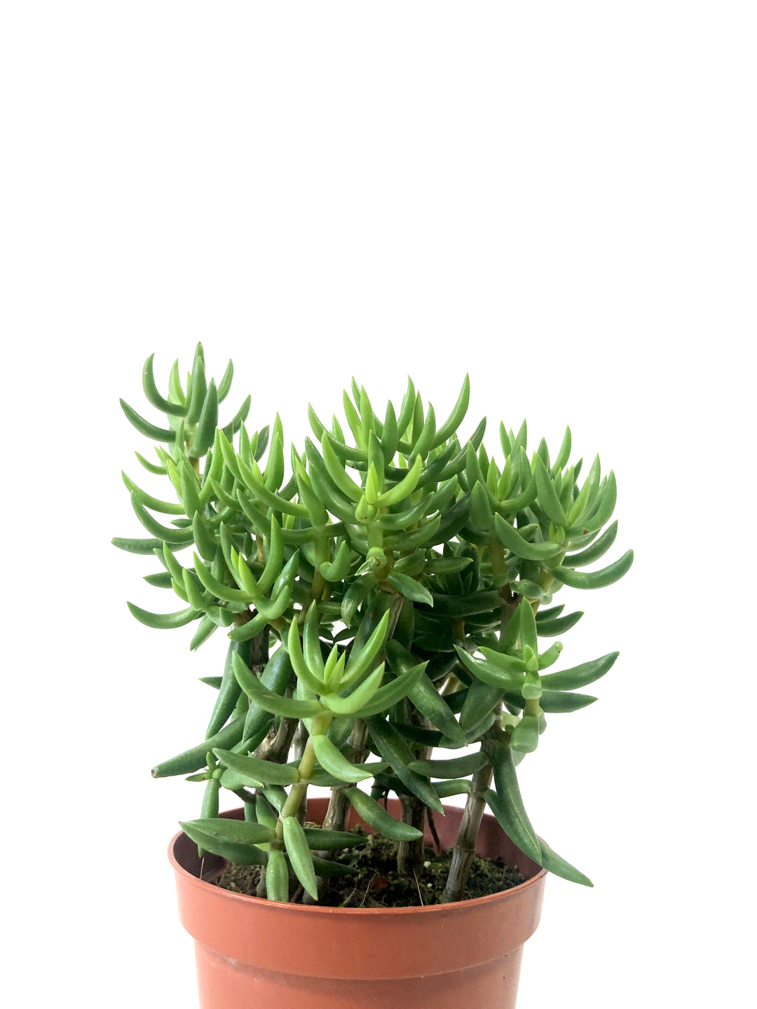Crassula Tetragona