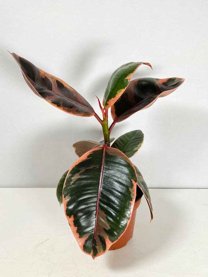 Ficus Belize