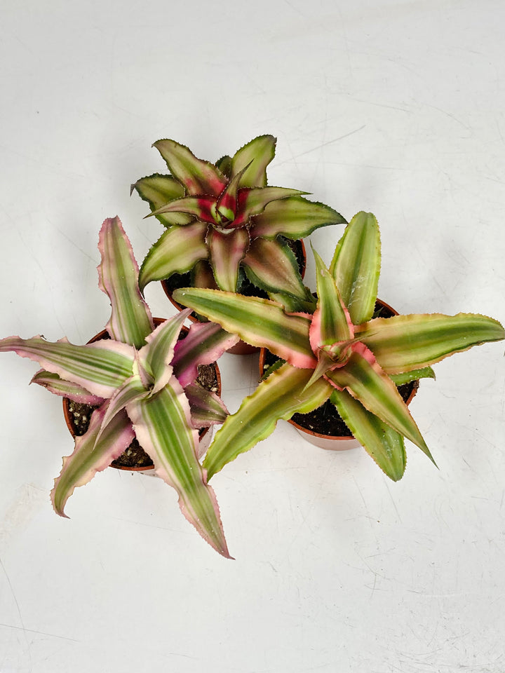 Cryptanthus- Red Star Bromeliad