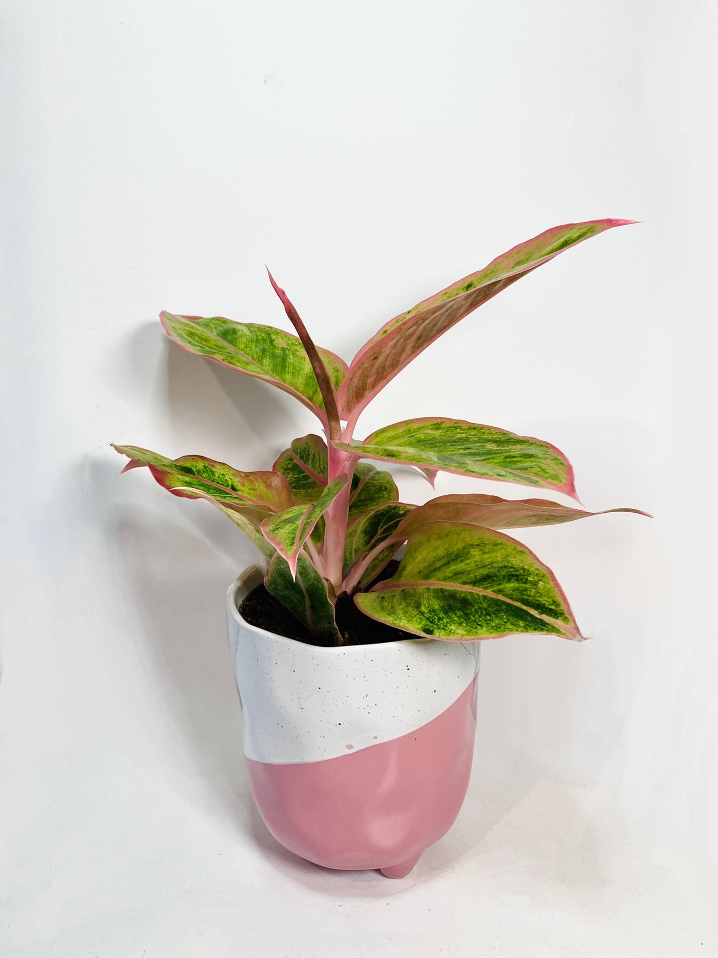 Aglaonema Salmon Fantasy