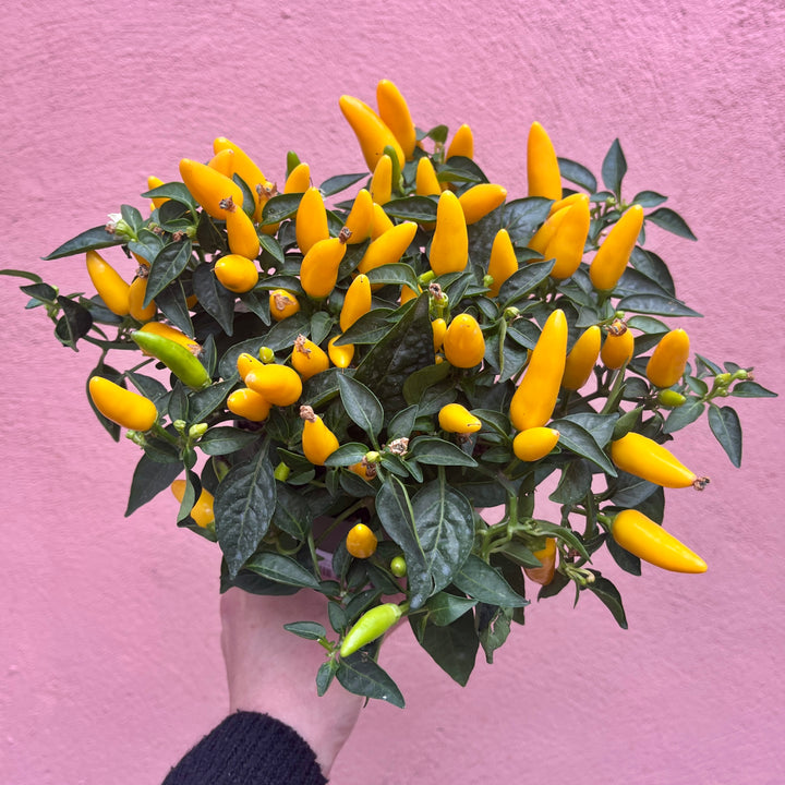 Capsicum Sombrero - Chilie
