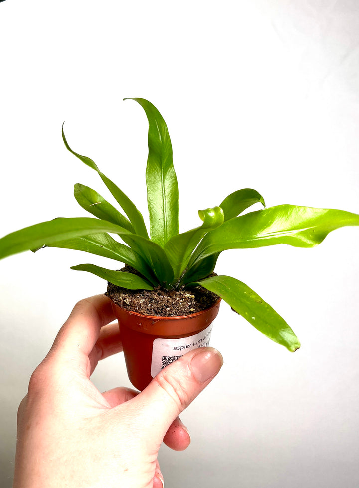 Asplenium Antiquum - Japanese Bird's-Nest Fern