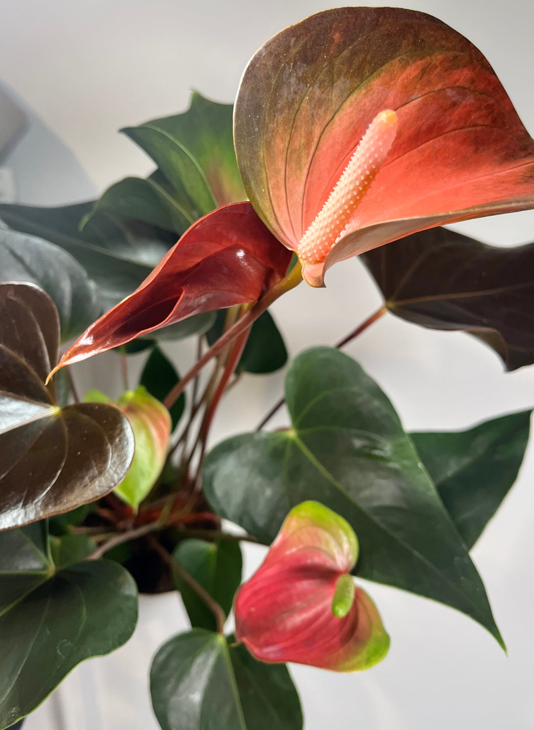 Anthurium Rainbow Champion