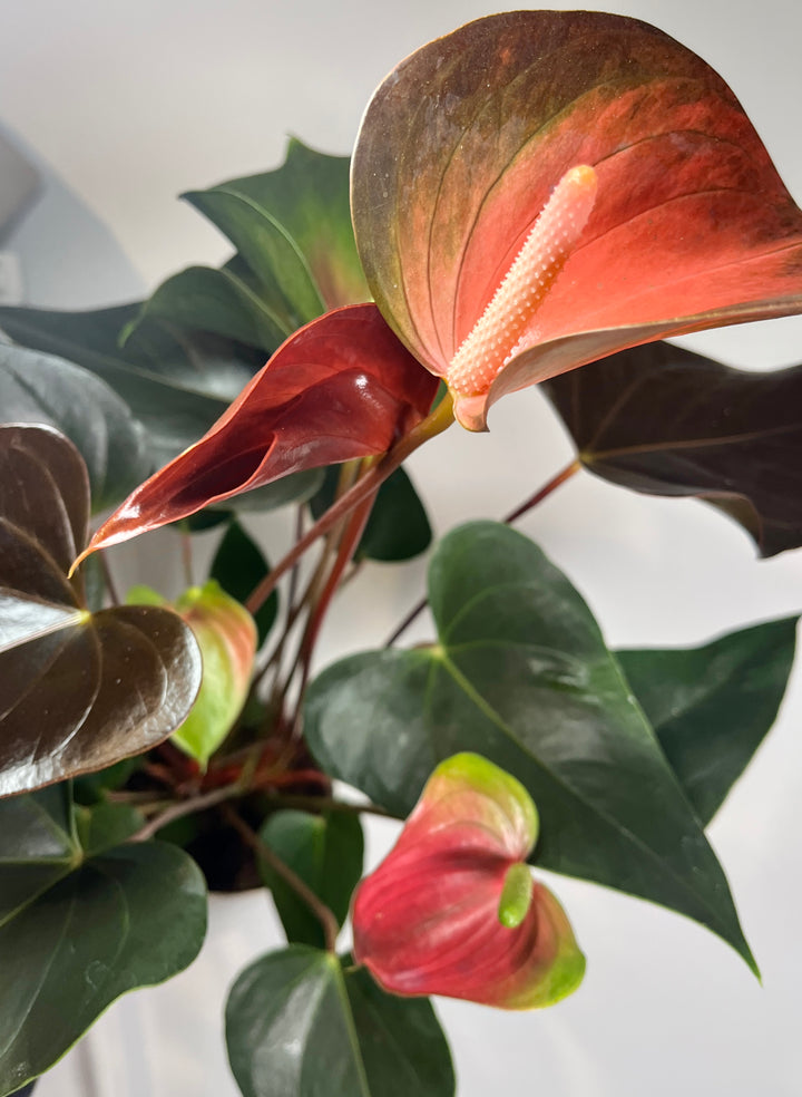 Anthurium Rainbow Champion