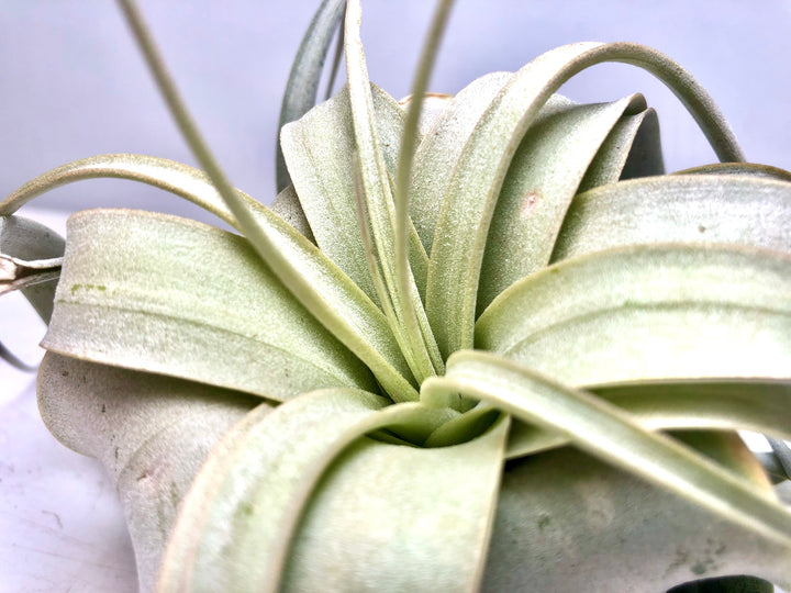 Tillandsia Xerographica