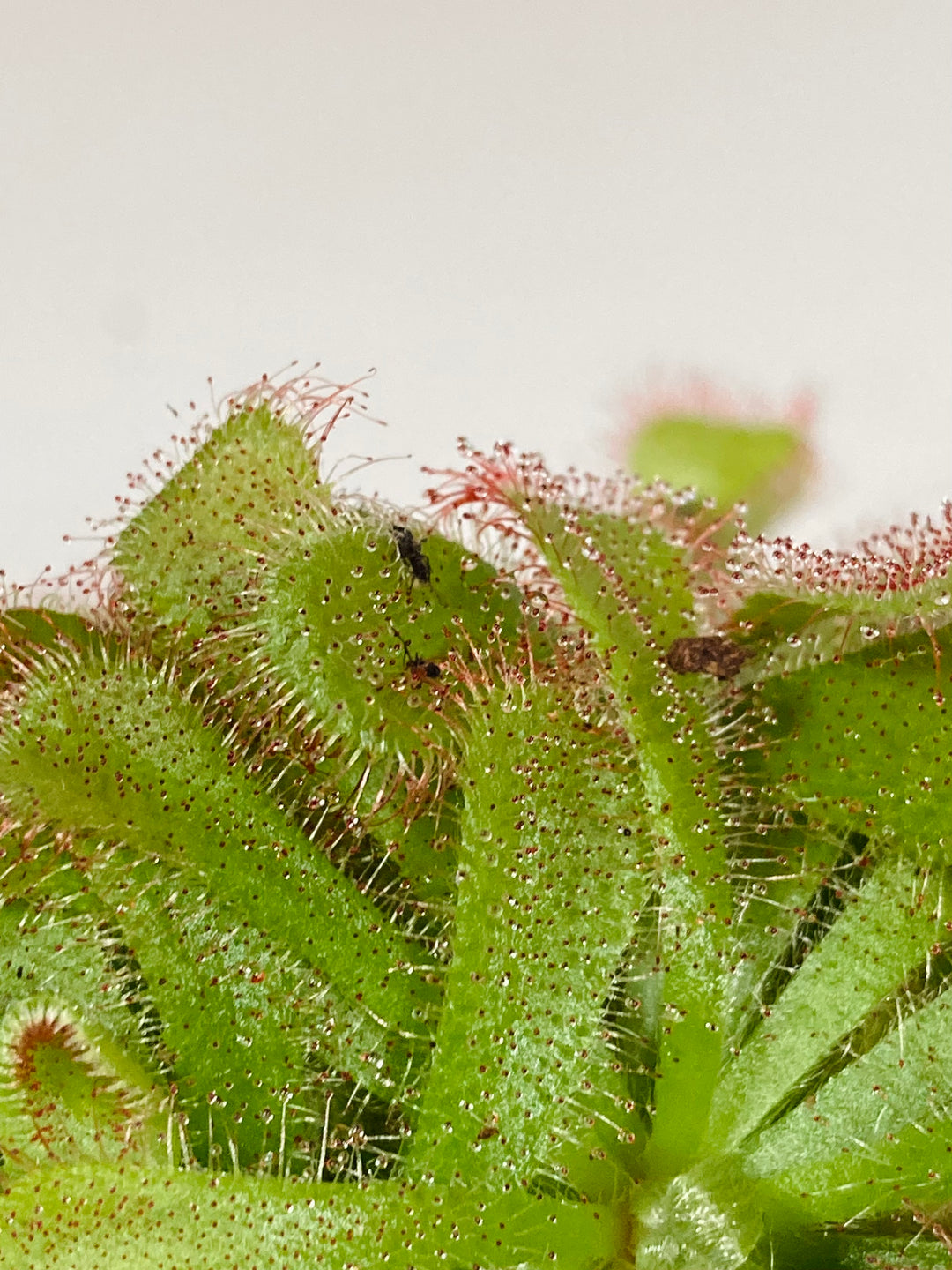 Drosera Aliciae -Princess Alice's sundew