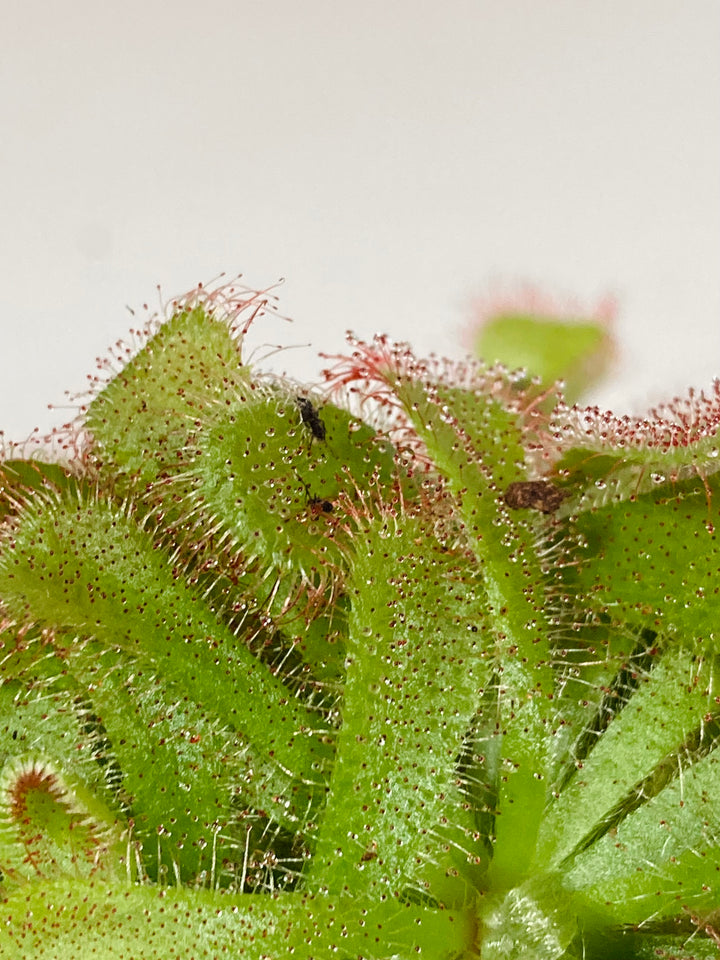 Drosera Aliciae -Princess Alice's sundew