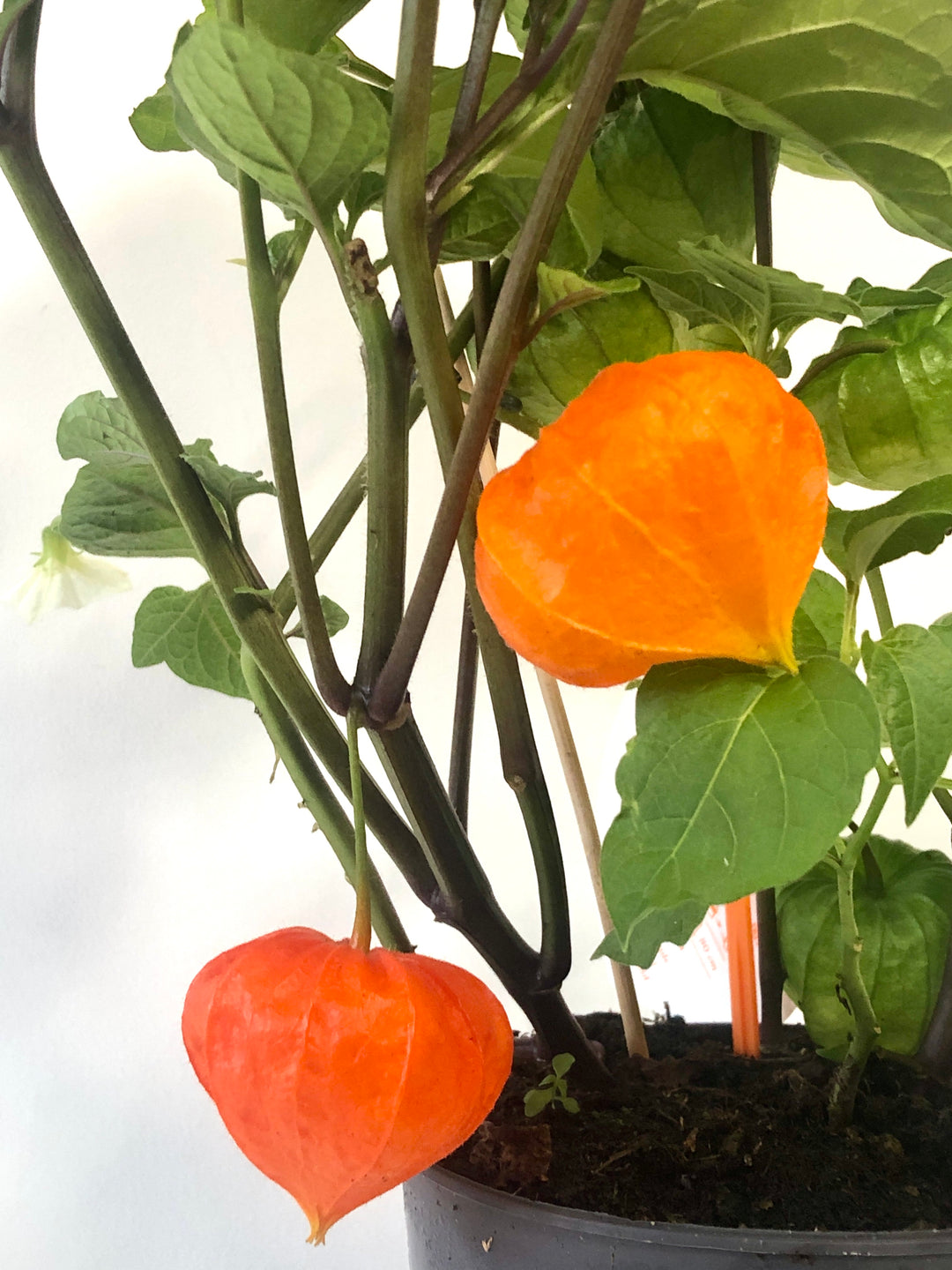 Physalis Alkekengi -  'Chinese Lantern'