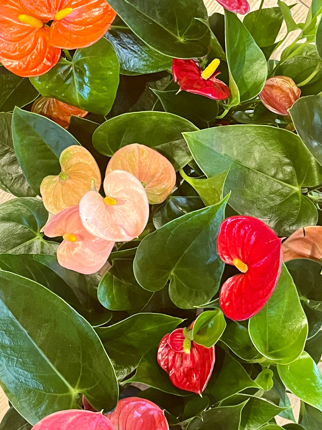 Anthurium Mini Mix – Lucky Dip with Ceramic Pot (6cm)