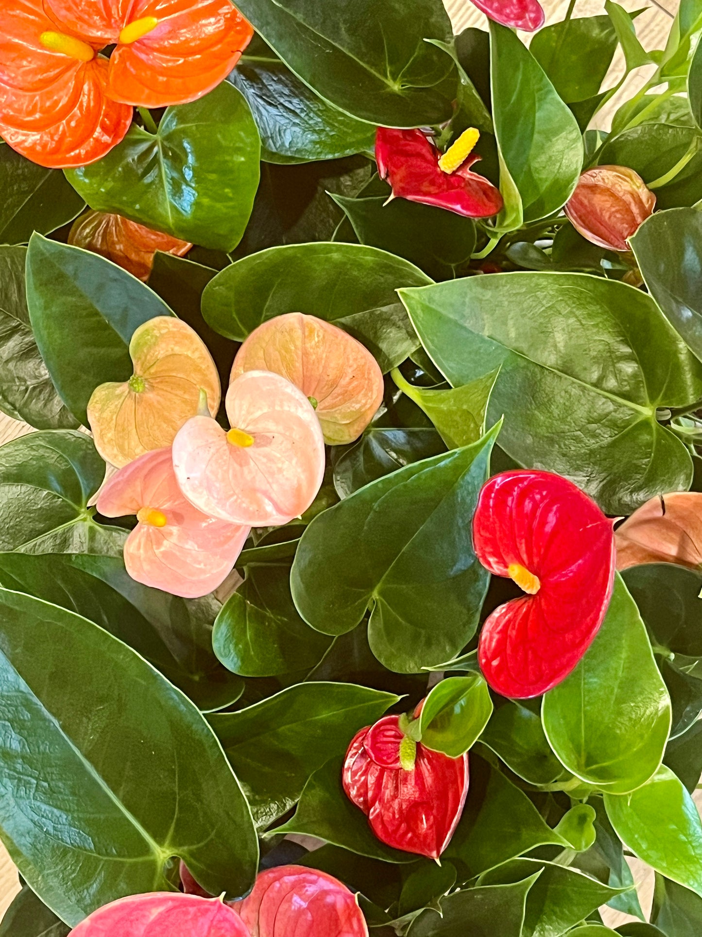 Anthurium Mini Mix