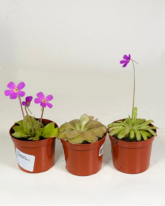 Pinguicula mix