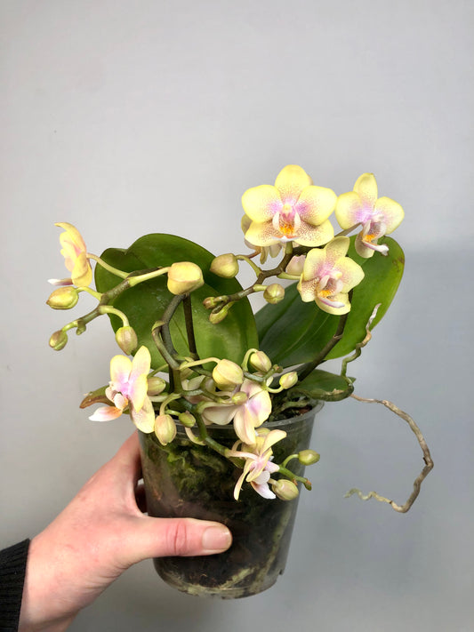 Phalaenopsis yellow scented- orchid