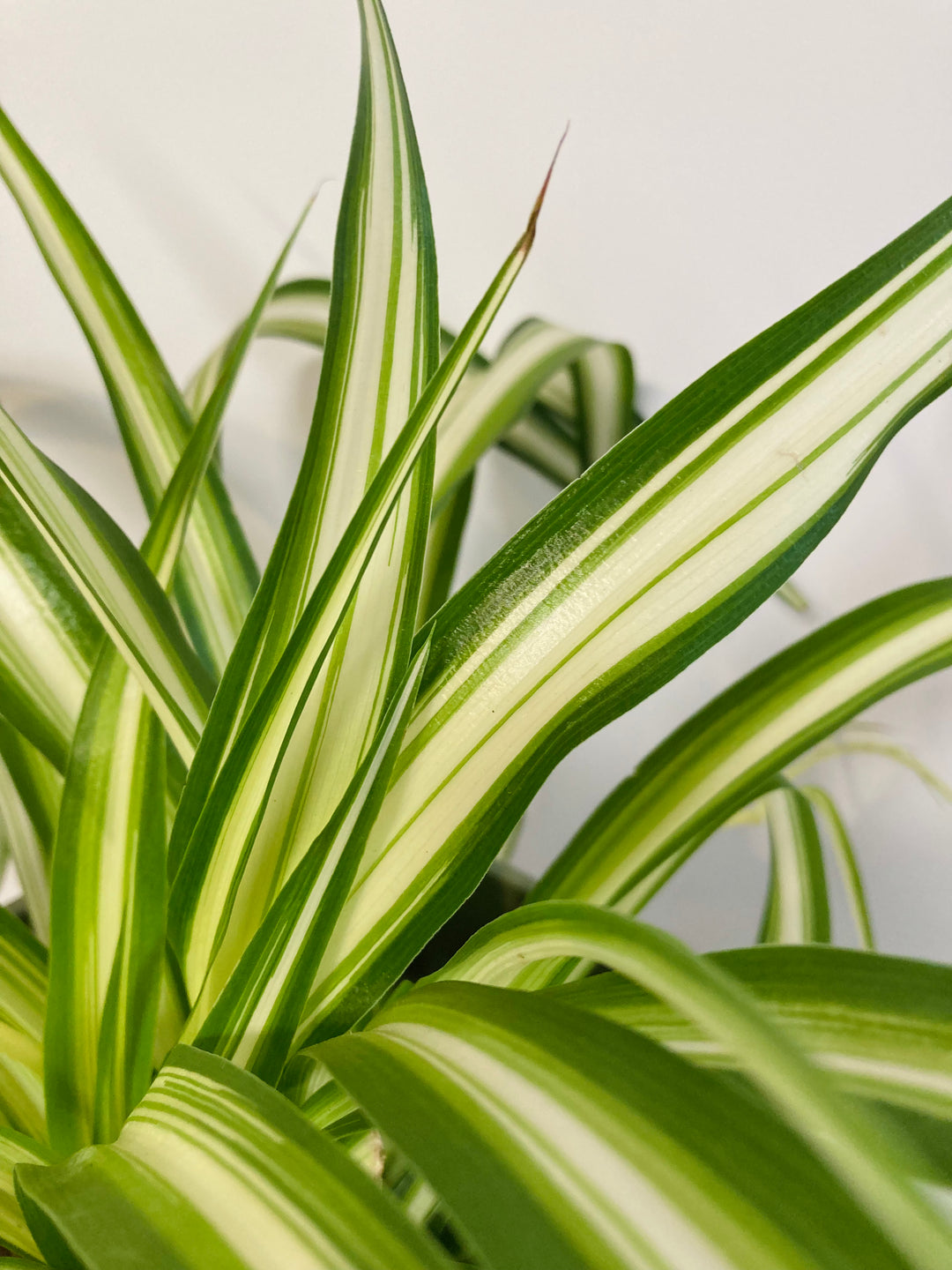 spider plant lucky Chlorophytum lucky dip