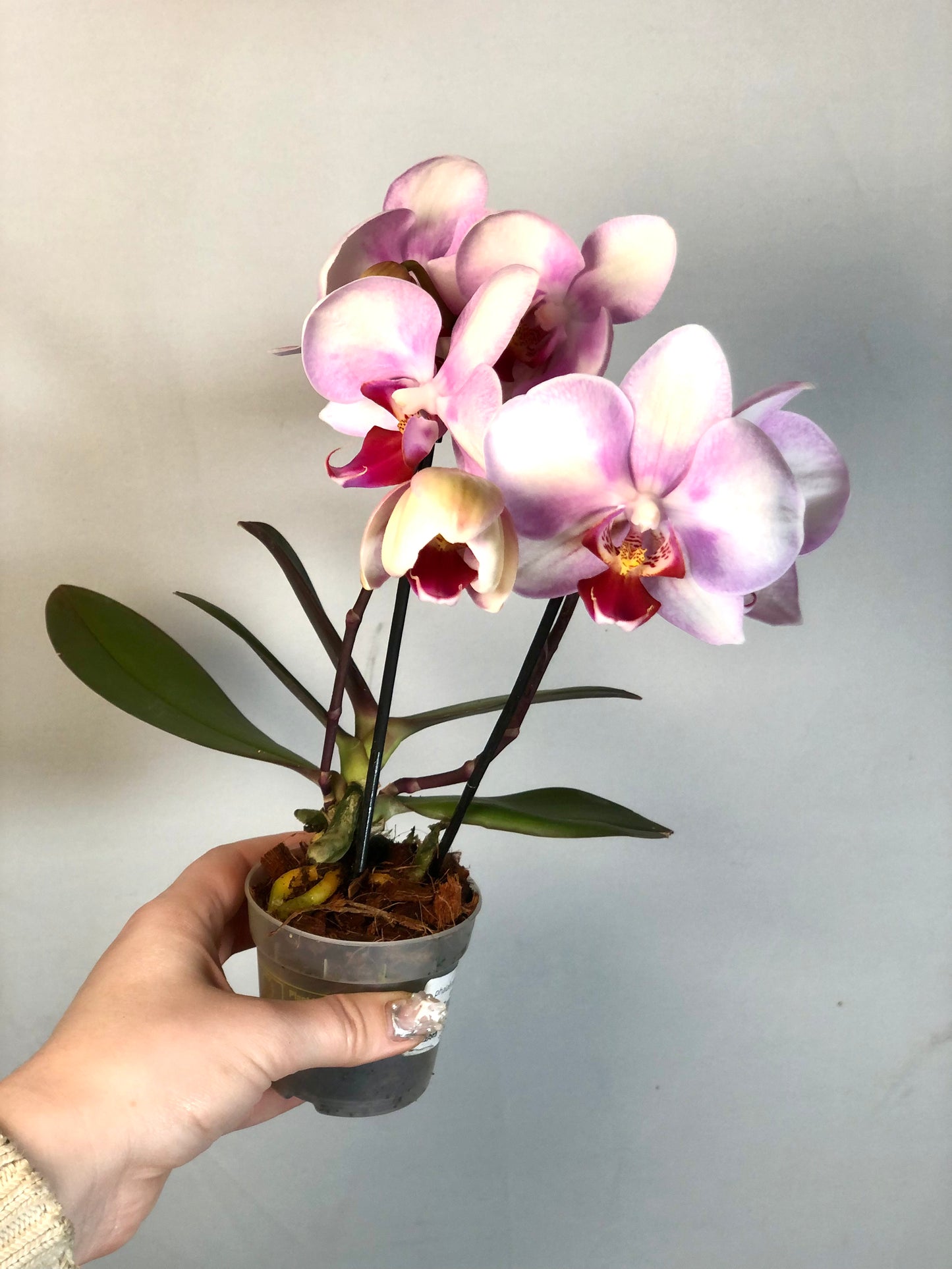 Phalaenopsis Mymonro - orchid mini