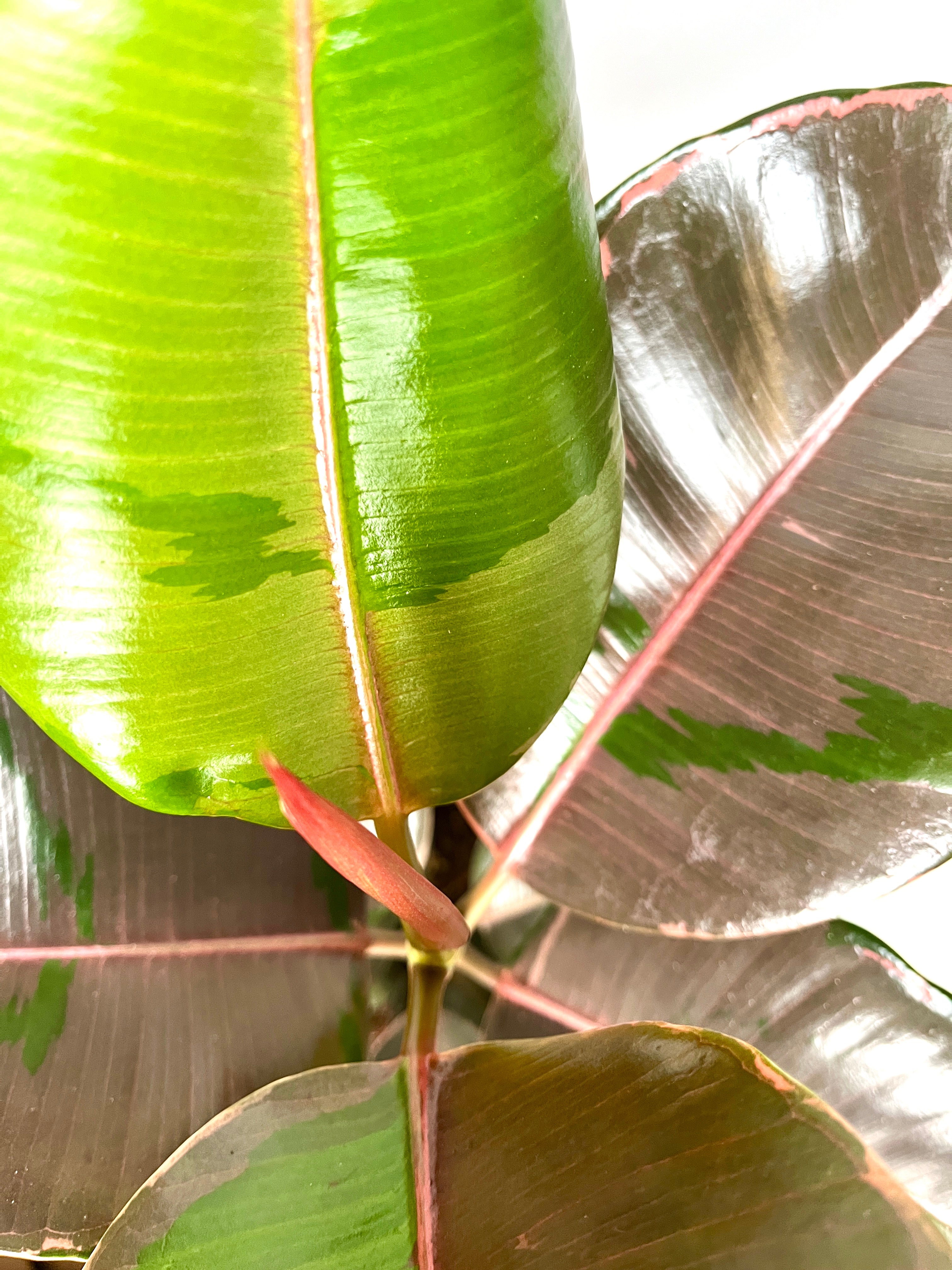 15+ Ficus Elastica Pink Ficus ‘Pink Camouflage’ – Variegated Rubber Plant – Plant Studio