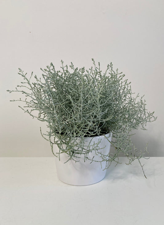Calocephalus-siver bush