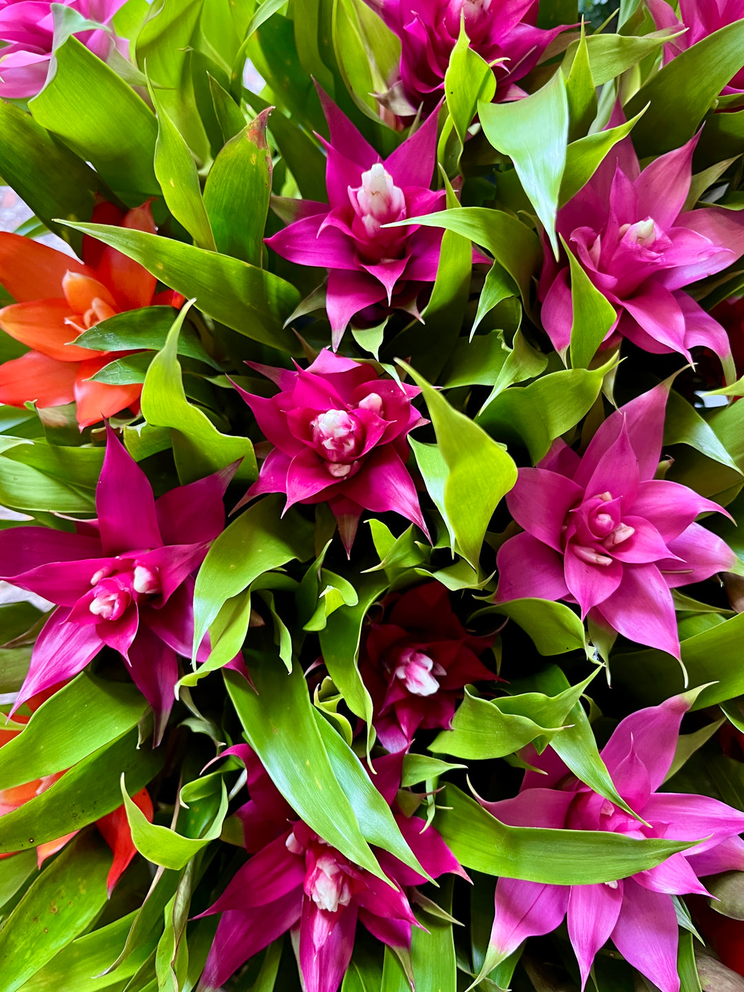 Guzmania mini mix