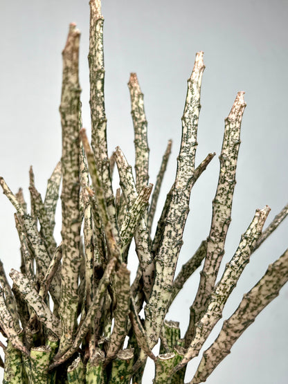 Euphorbia Platyclada | Dead Plant