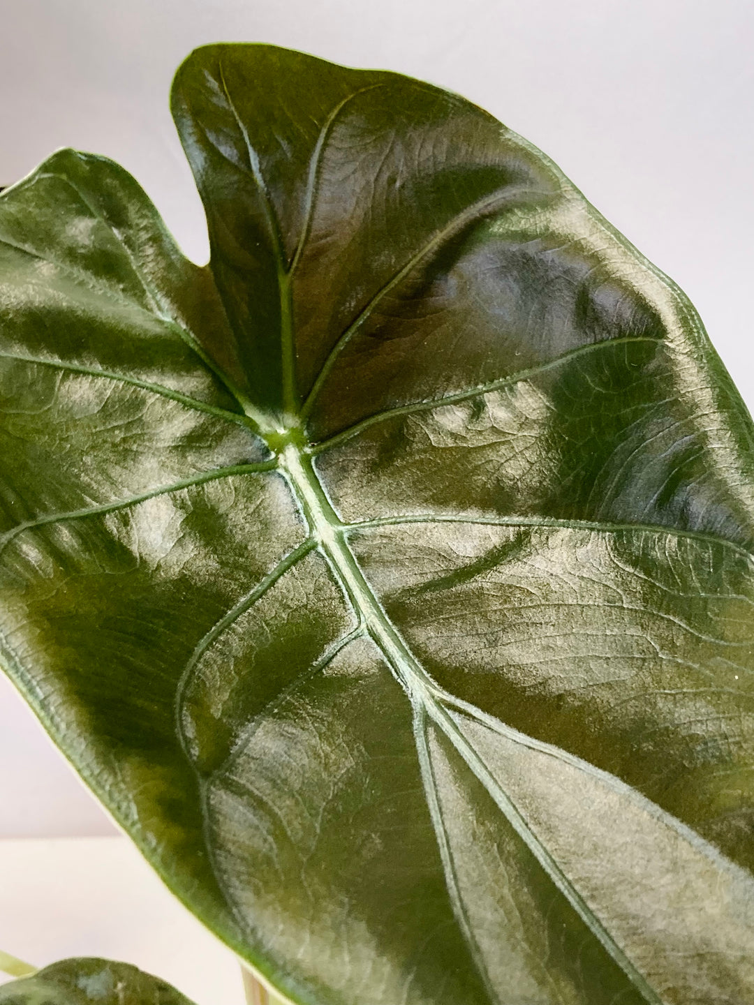 Alocasia Wentii