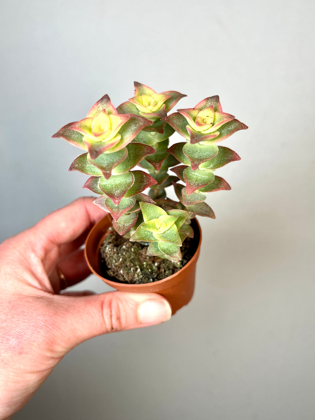 Crassula perforata - String of buttons