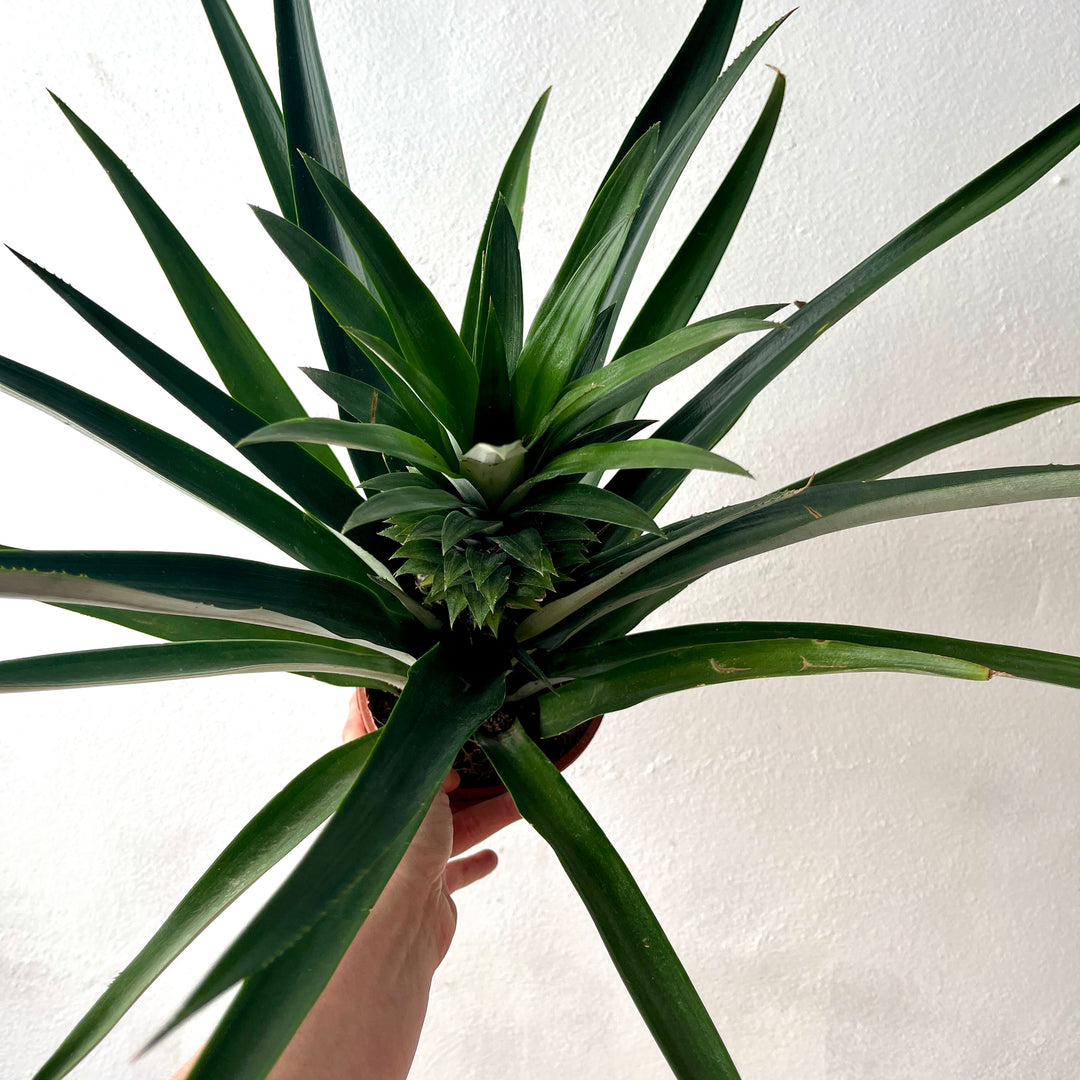 Ananas 'Champaca' – Ornamental Pineapple Plant