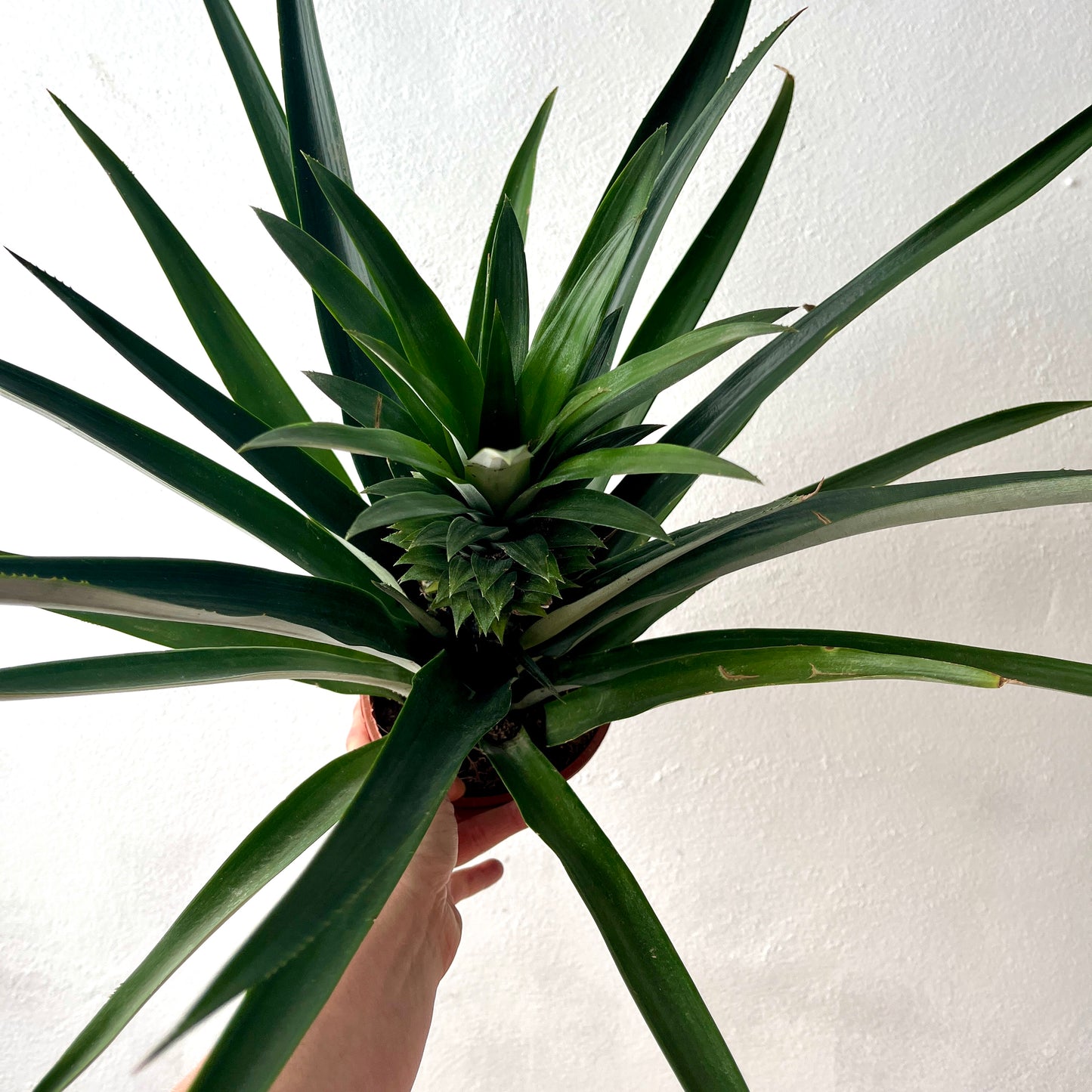 Ananas 'Champaca' – Ornamental Pineapple Plant