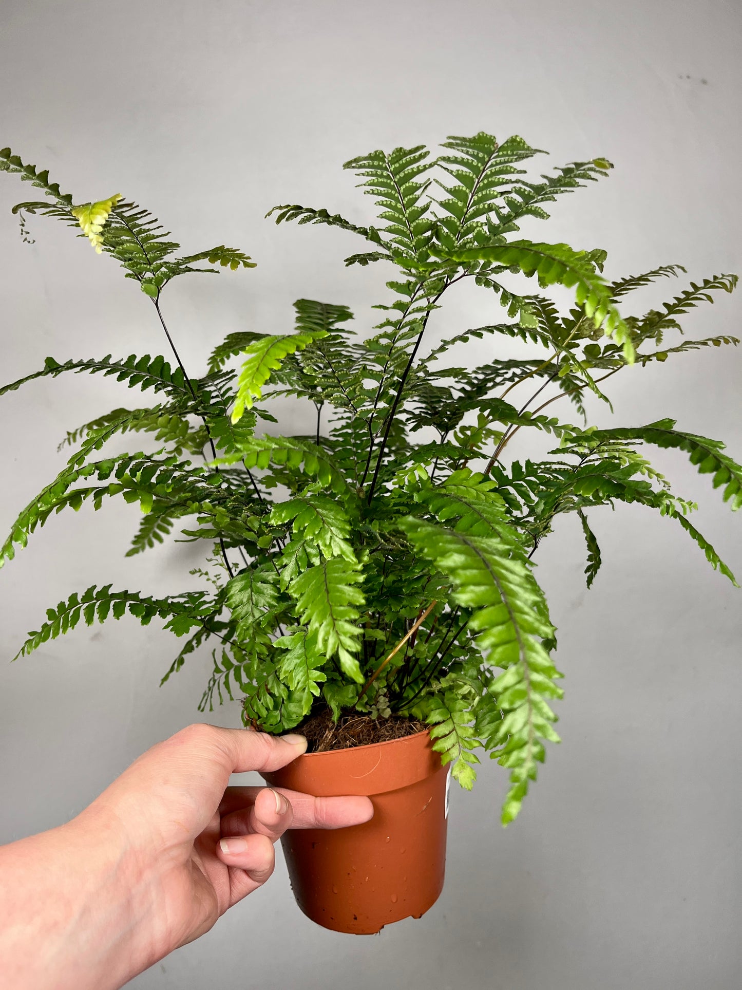 Adiantum tenerum 'Scutum Roseum' – Pink Maidenhair Fern