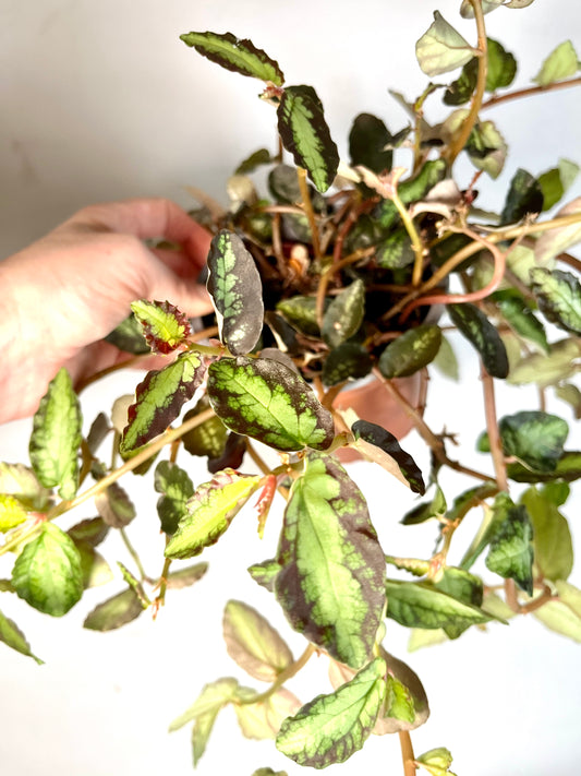 Pellionia Repens -  trailing watermelon begonia