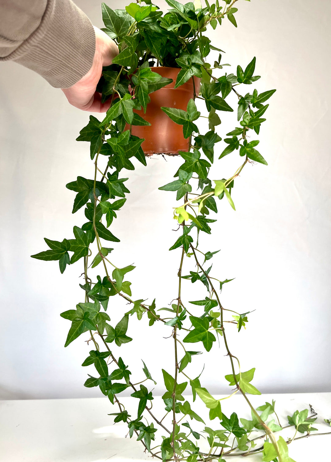 hanging shamrock plant Hedera Helix Shamrock – Plant Studio